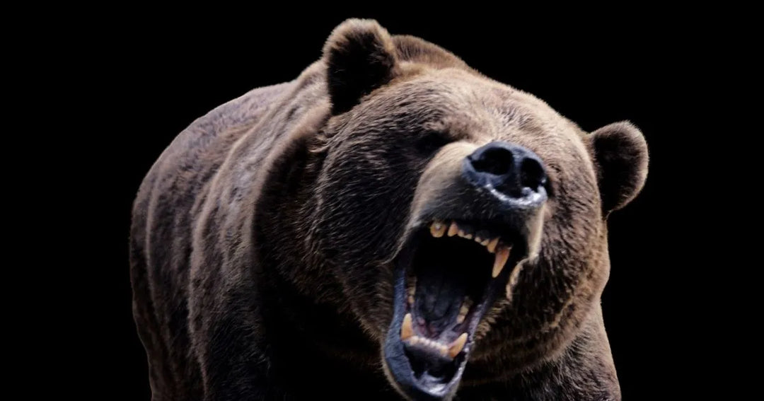 Shampoo Aceite de Oso: del pasado ancestral a una versión vegana moderna