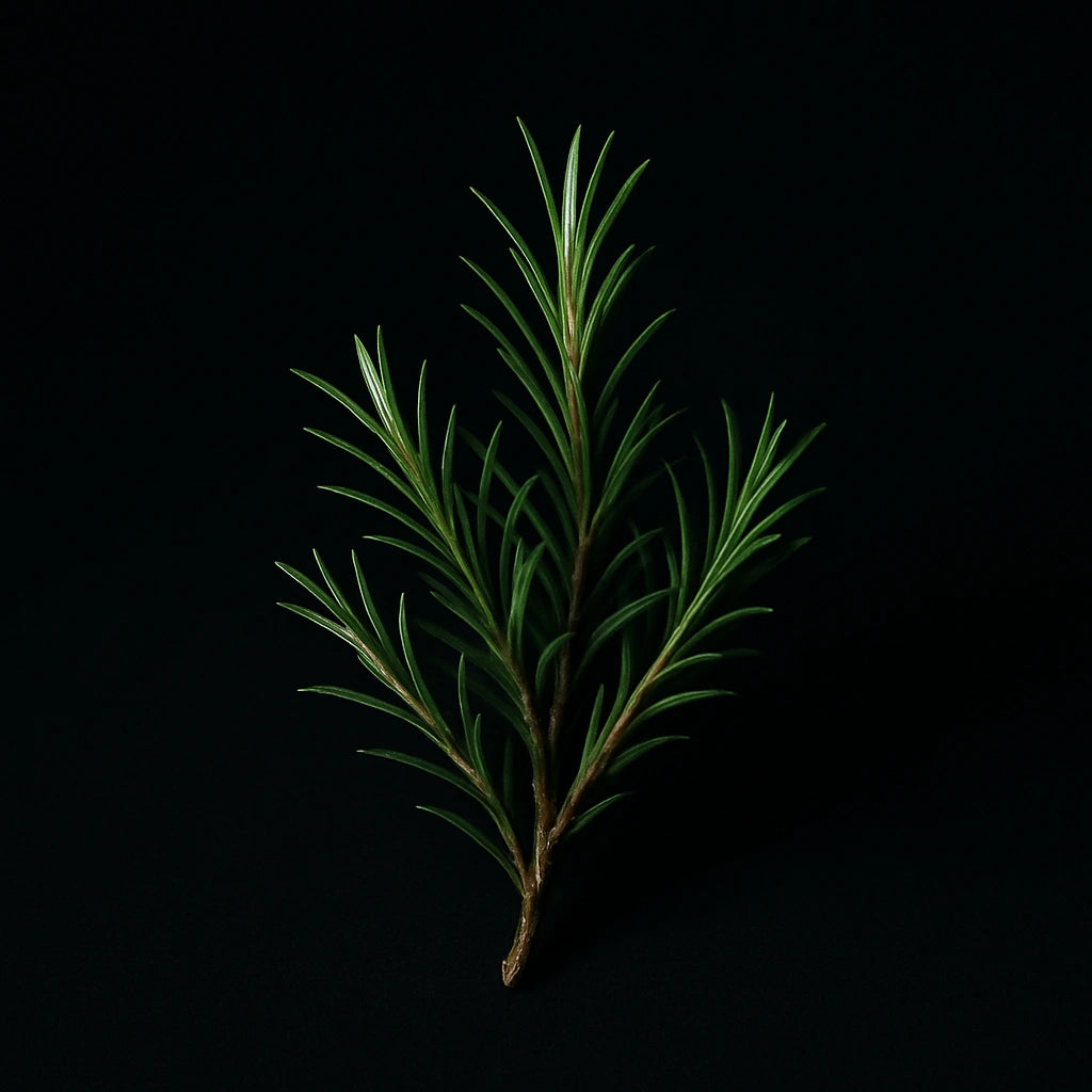 arbol de te