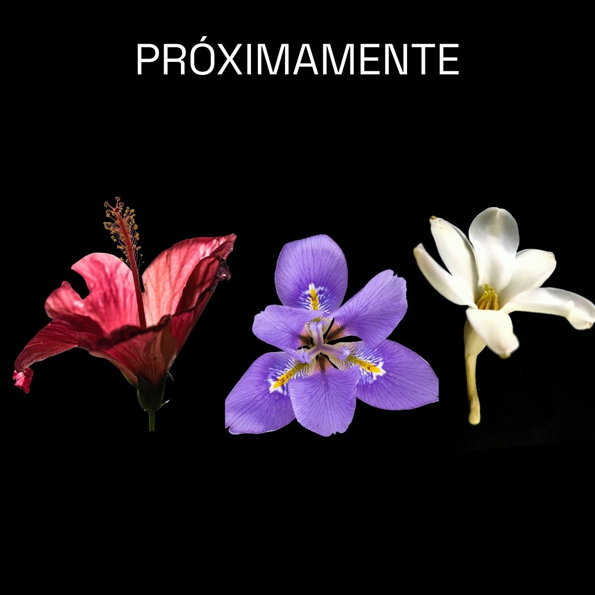 desodorante de iris, flor de jamaica y flor de nardo. desodorante floral natural. maxalli