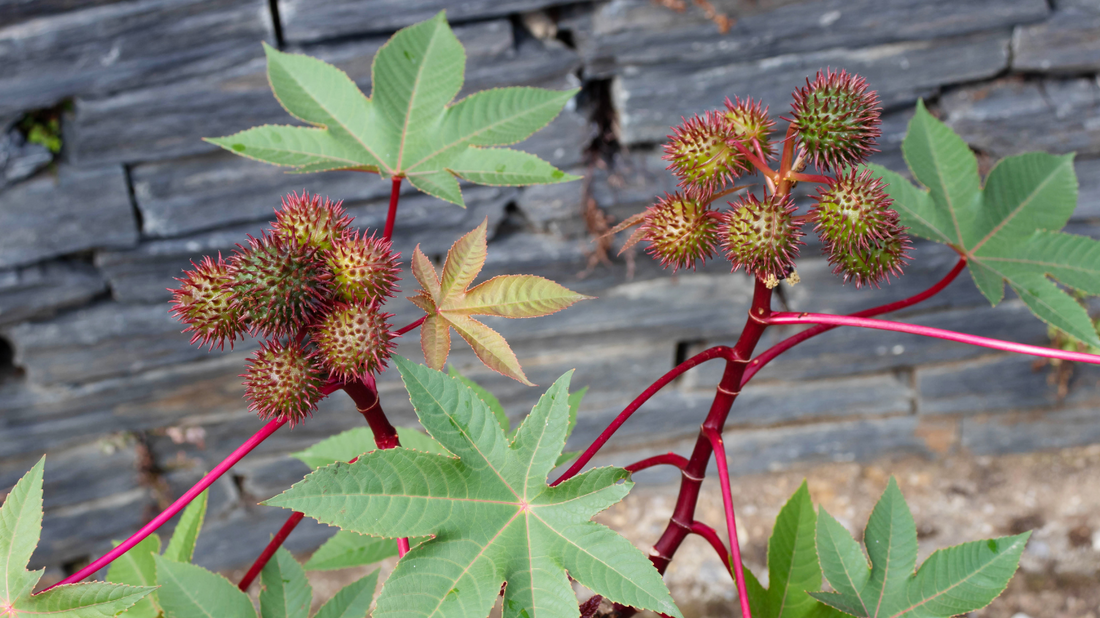 Conoce la planta de ricino (ricinus communis)