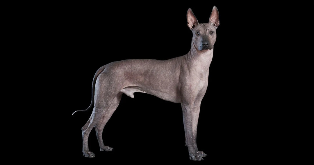 Como hidratar la piel de un xoloitzcuintle