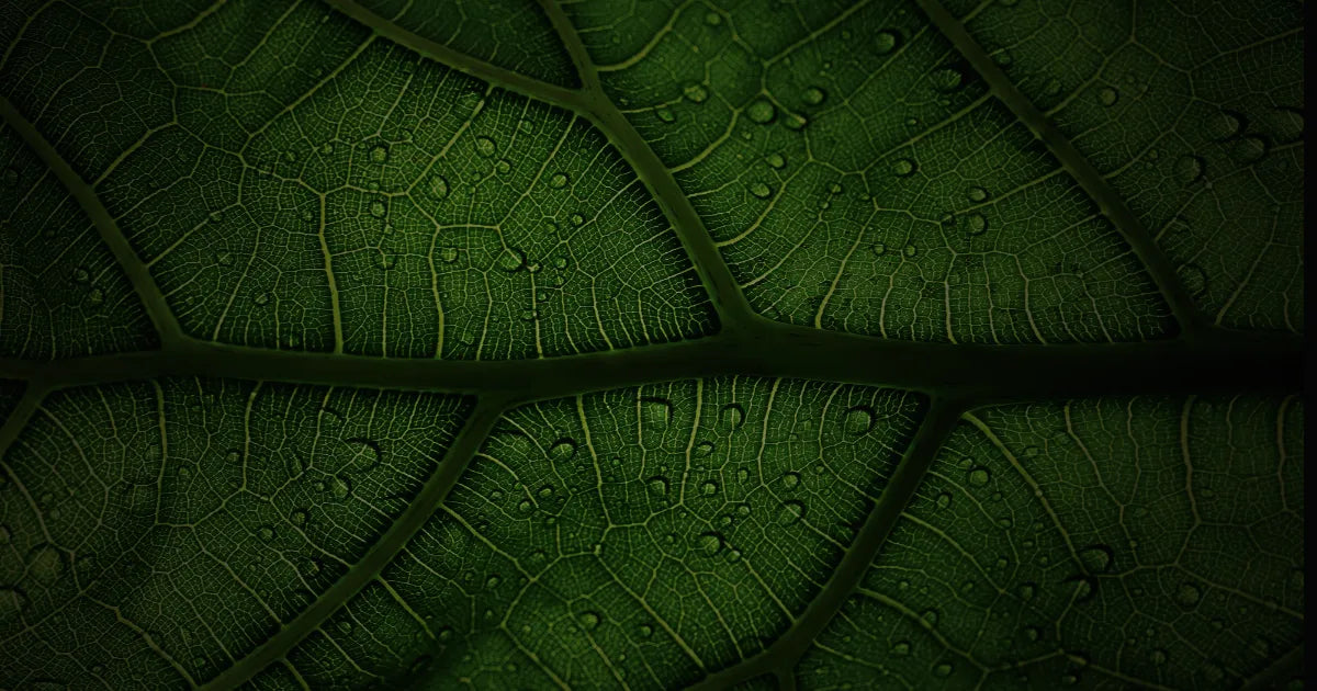 cosmetica natural mexico