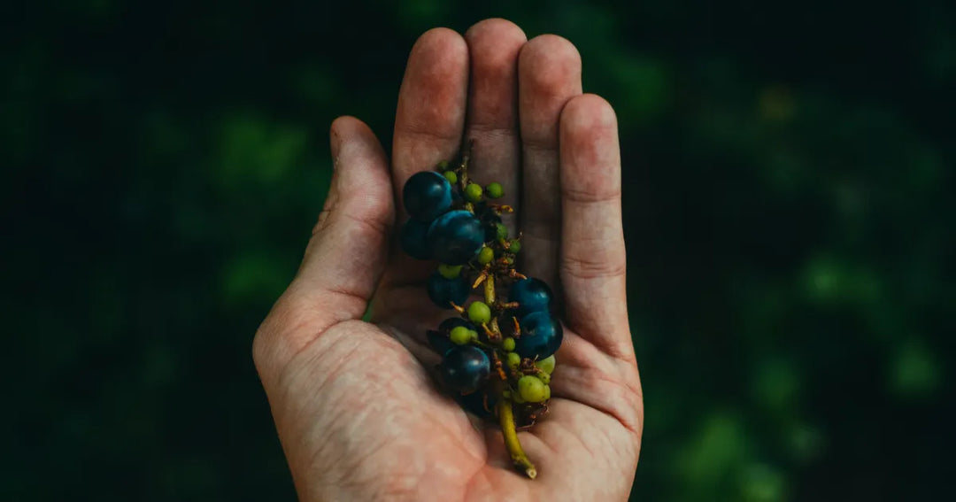 Desodorante de uva silvestre Maxalli: aroma adictivo, protección sin irritación