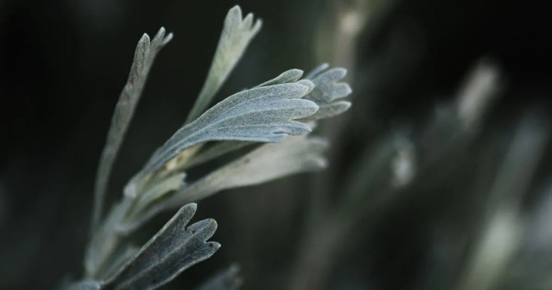 Estafiate: el poder ancestral de una planta mexicana