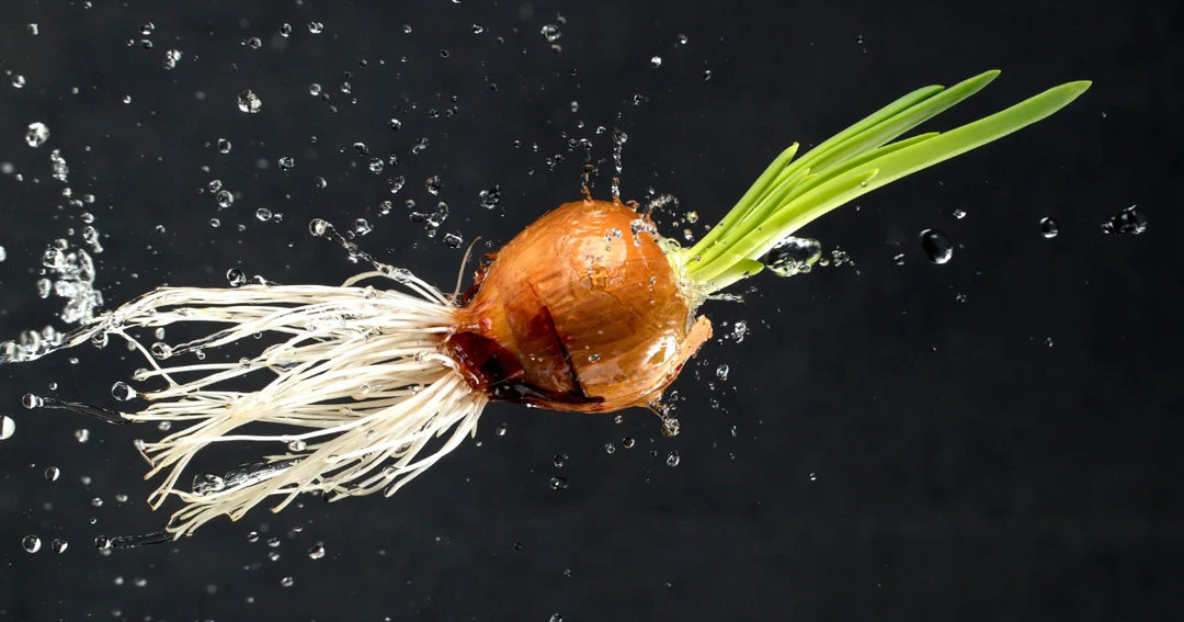 Extracto de cebolla: beneficios puros para el crecimiento del cabello