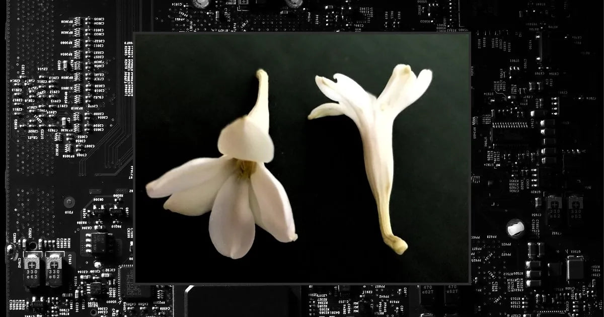 fragancias naturales de maxalli