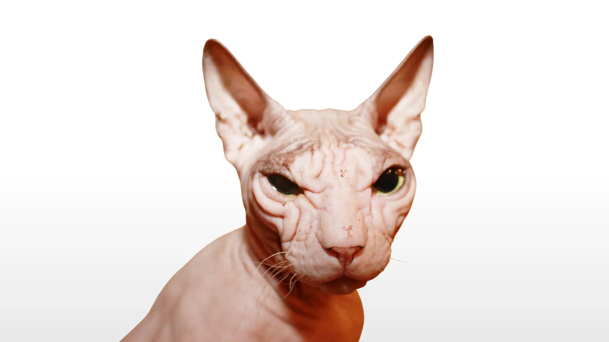 como cuidar la piel de un gato pelón