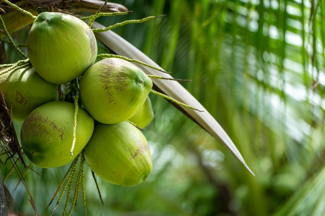 Para que es Bueno el Aceite de Coco