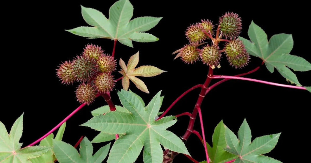 Te contamos sobre la planta de ricino tambien conocida como castor y porque la usamos en nuestros productos