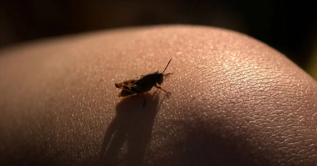 Sérum con péptidos de chapulín: innovación biocosmética para la piel del futuro