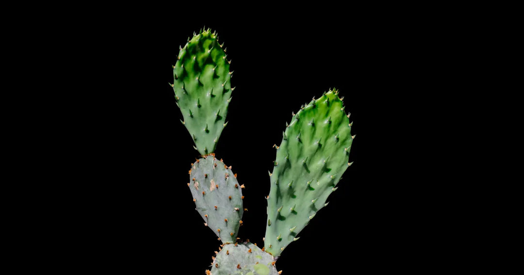 Shampoo de nopal: beneficios y propiedades para un cabello fuerte y saludable