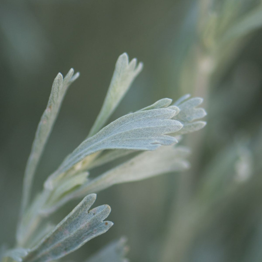 crema herbal de estafiate. maxalli