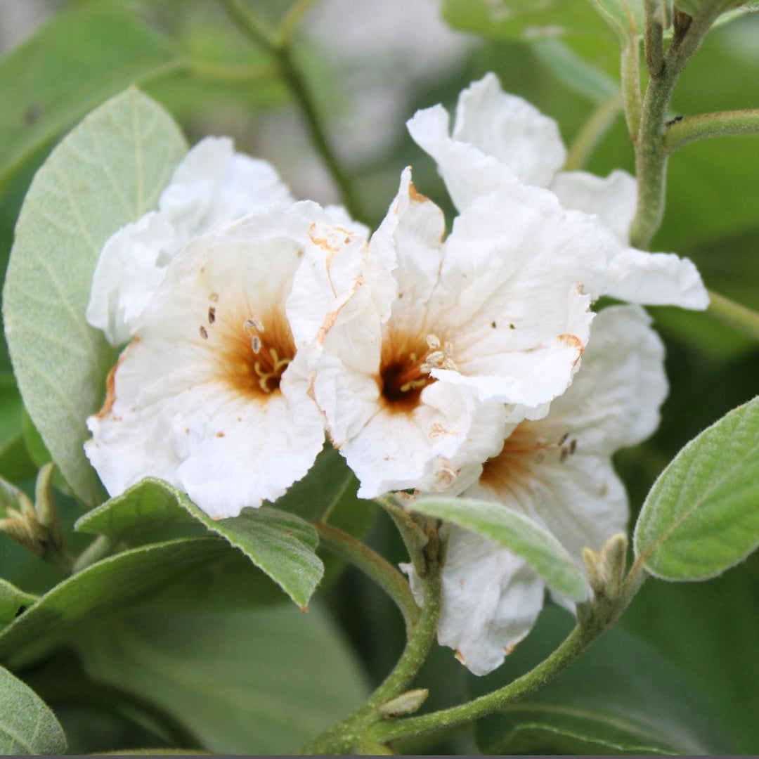 crema herbal de anacahuita. maxalli