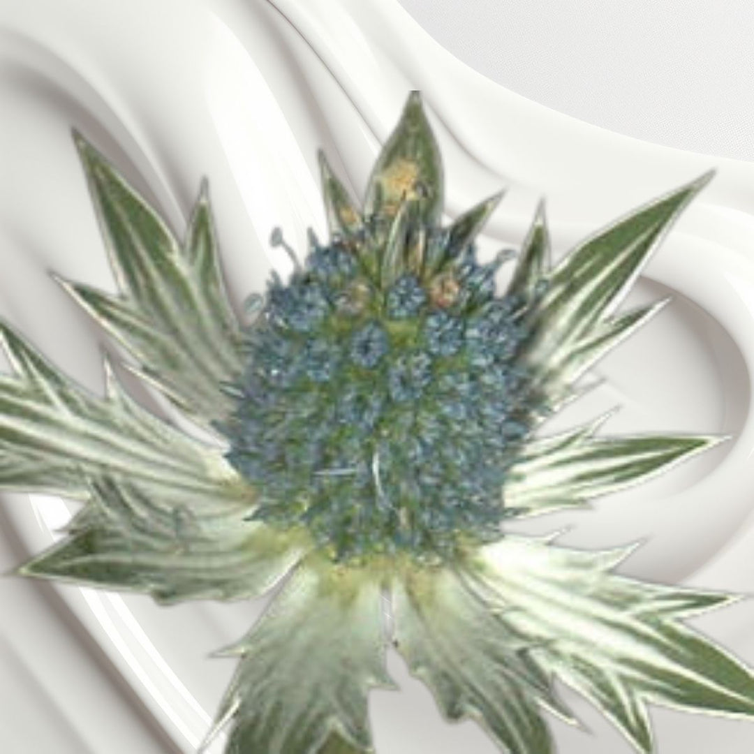crema herbal con hierba del sapo. maxalli
